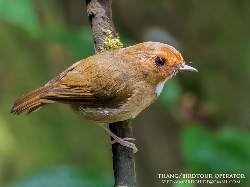 Birds of South East Asia