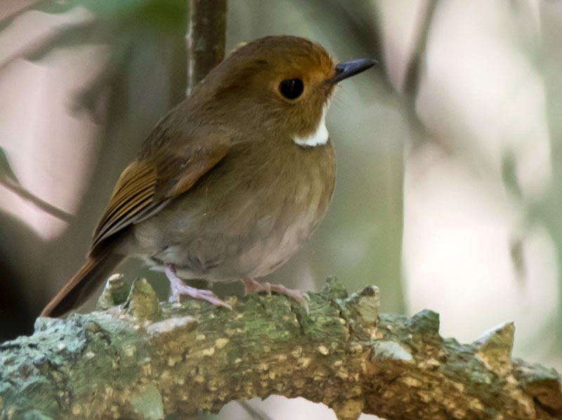 Birds of South East Asia