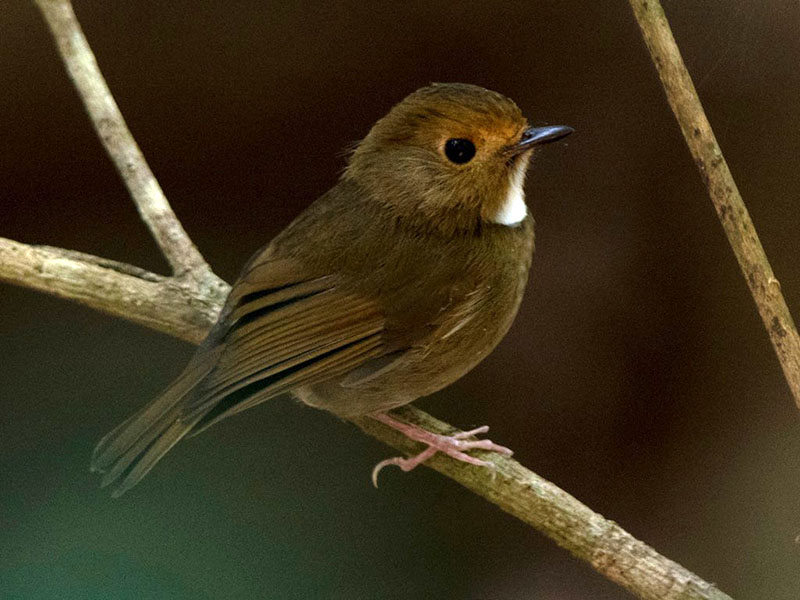 Birds of South East Asia