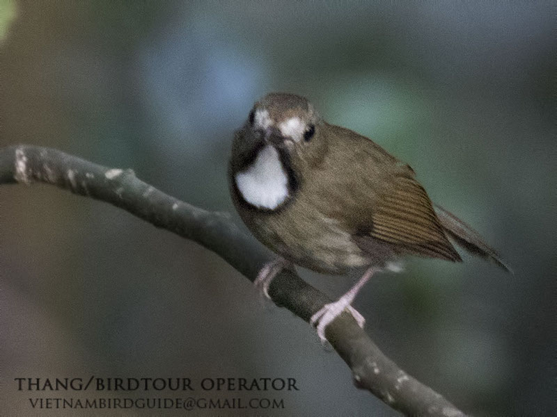 Birds of South East Asia