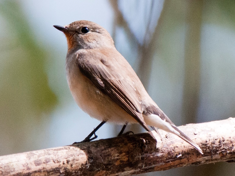 Birds of South East Asia