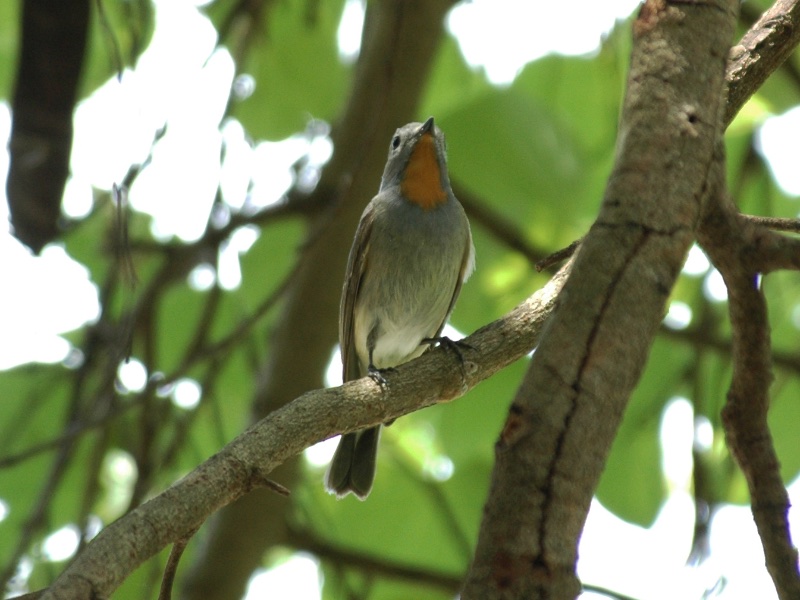 Birds of South East Asia