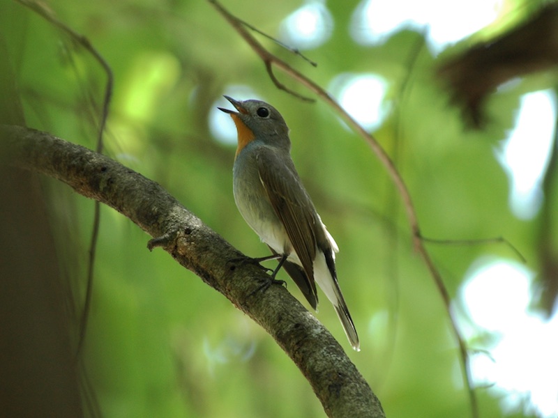 Birds of South East Asia