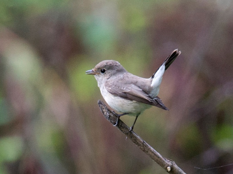 Birds of South East Asia