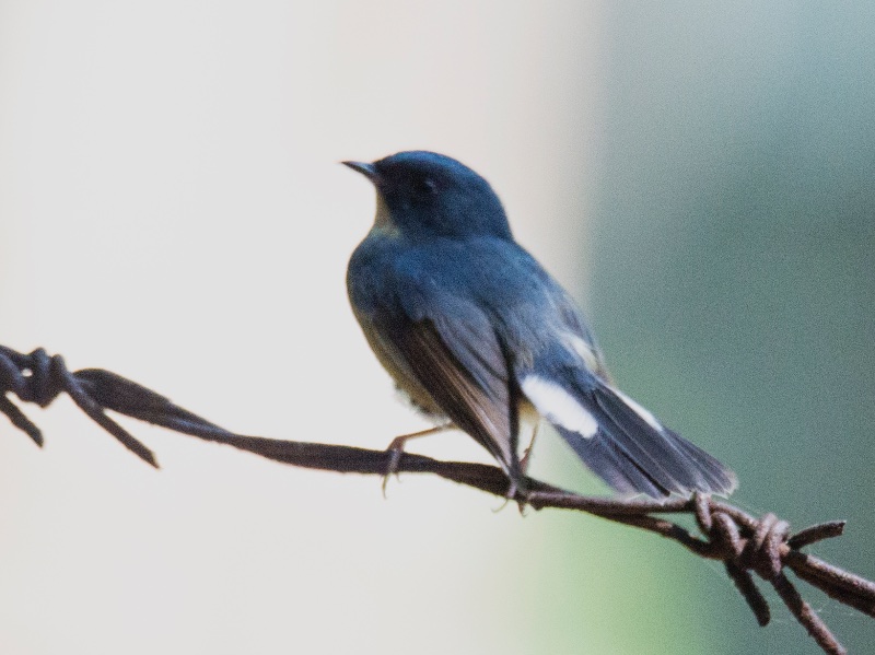 Birds of South East Asia