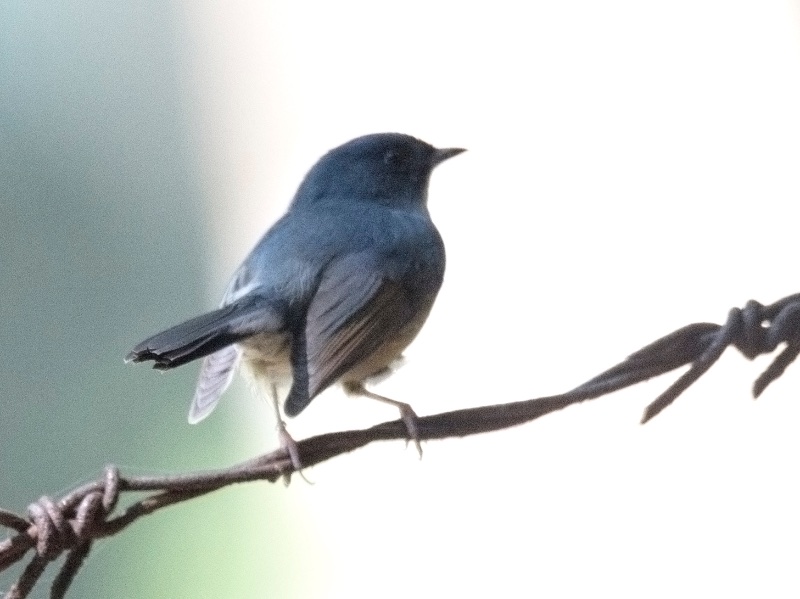 Birds of South East Asia