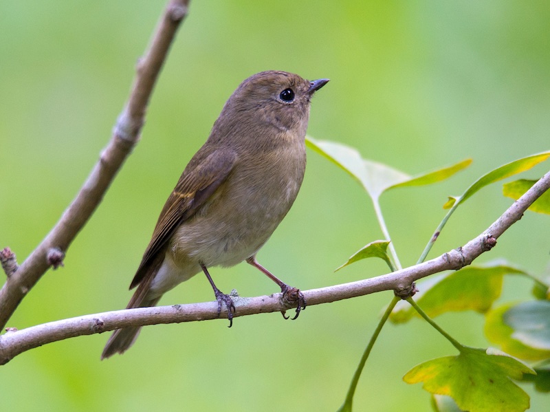 Birds of South East Asia