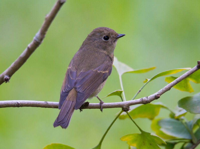 Birds of South East Asia