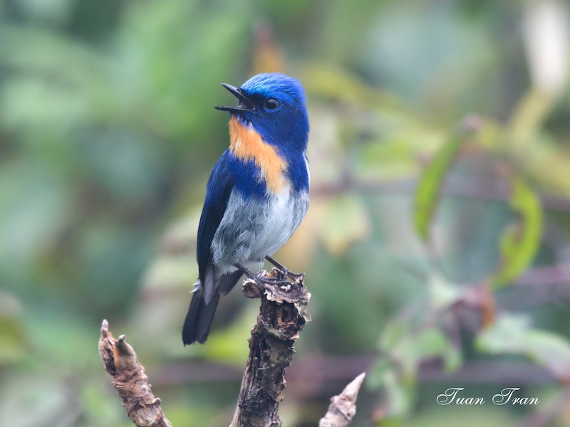 Birds of South East Asia