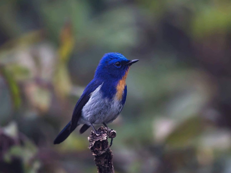 Birds of South East Asia