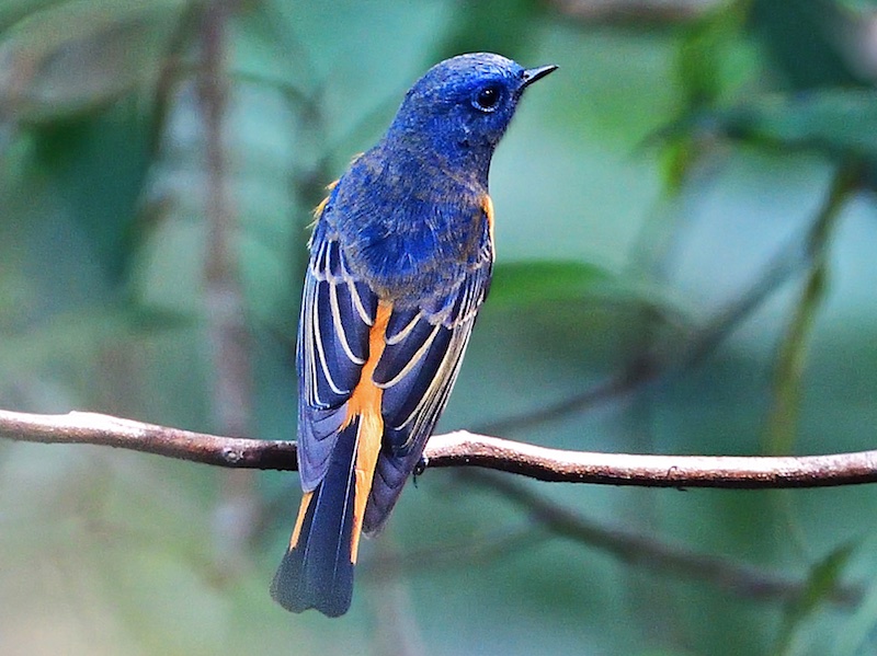 Birds of South East Asia