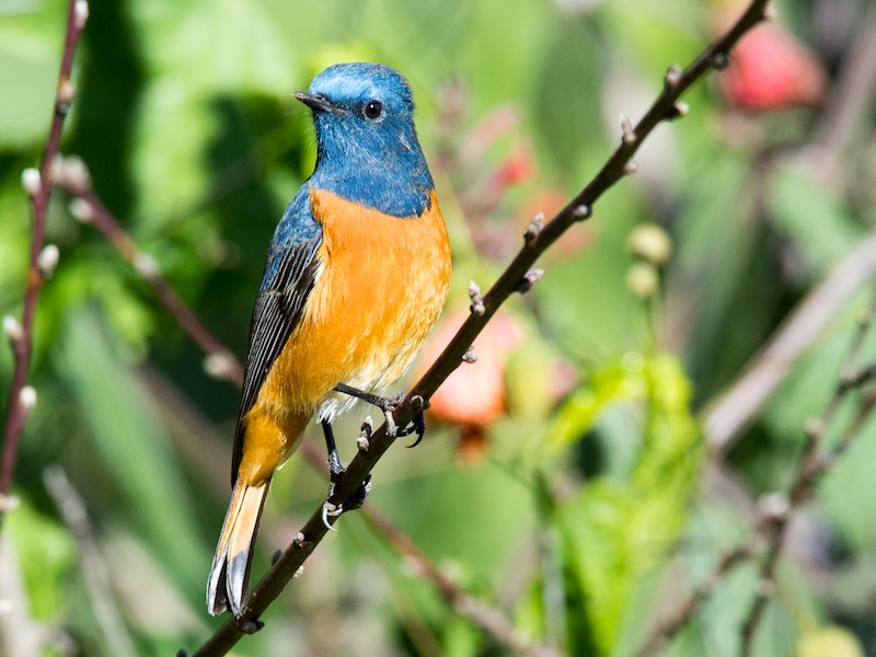 Birds of South East Asia