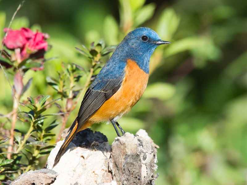 Birds of South East Asia