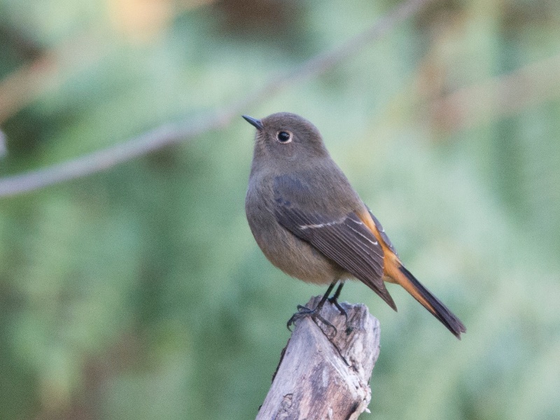 Birds of South East Asia