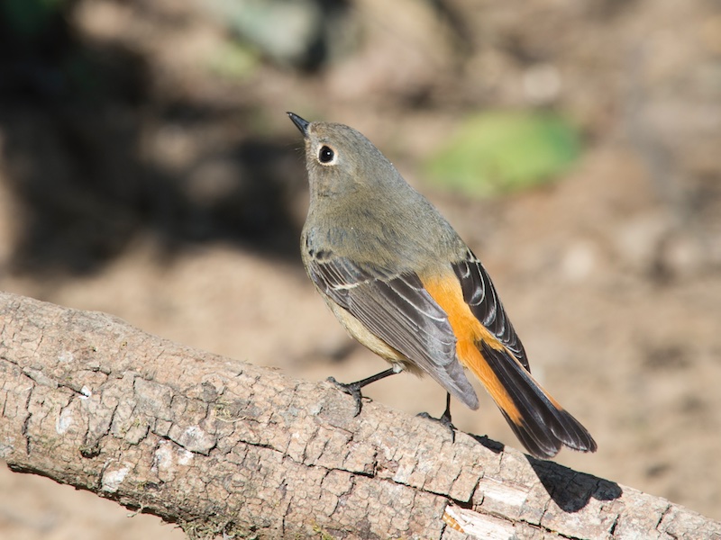 Birds of South East Asia