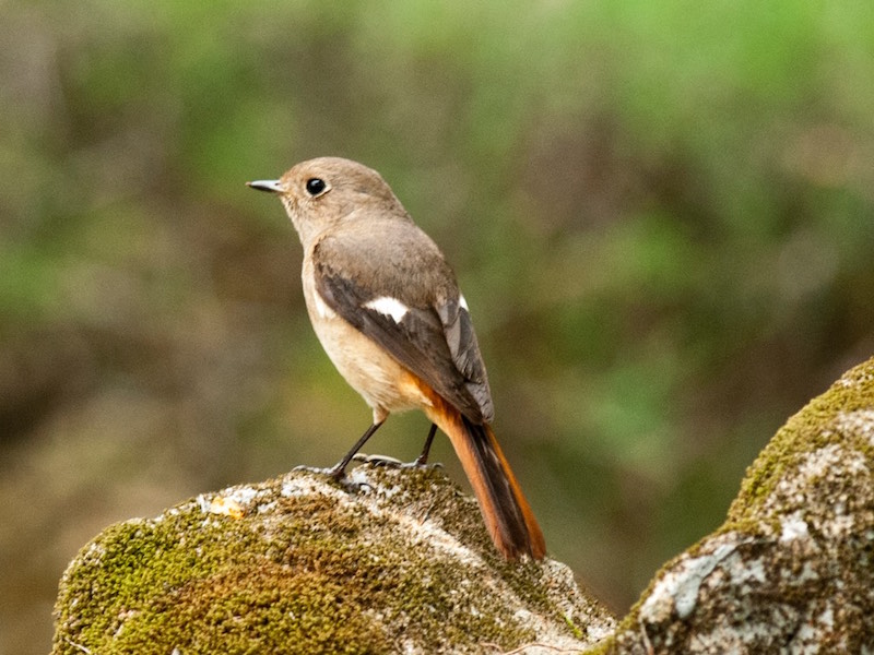 Birds of South East Asia