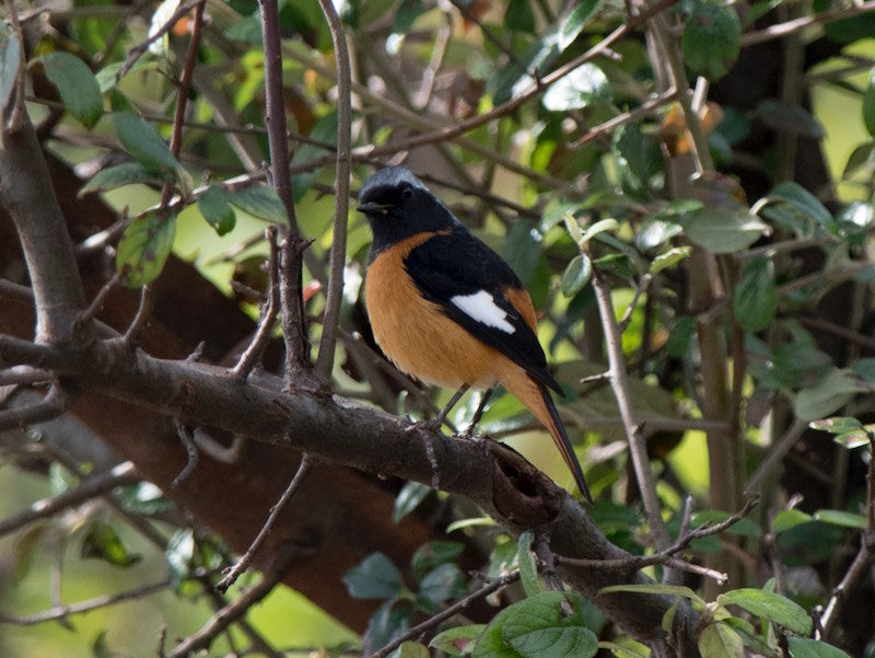 Birds of South East Asia