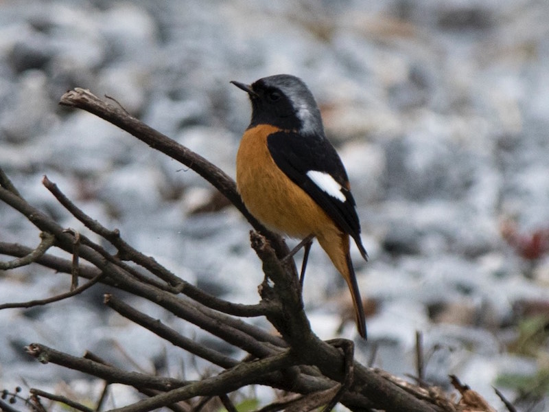 Birds of South East Asia