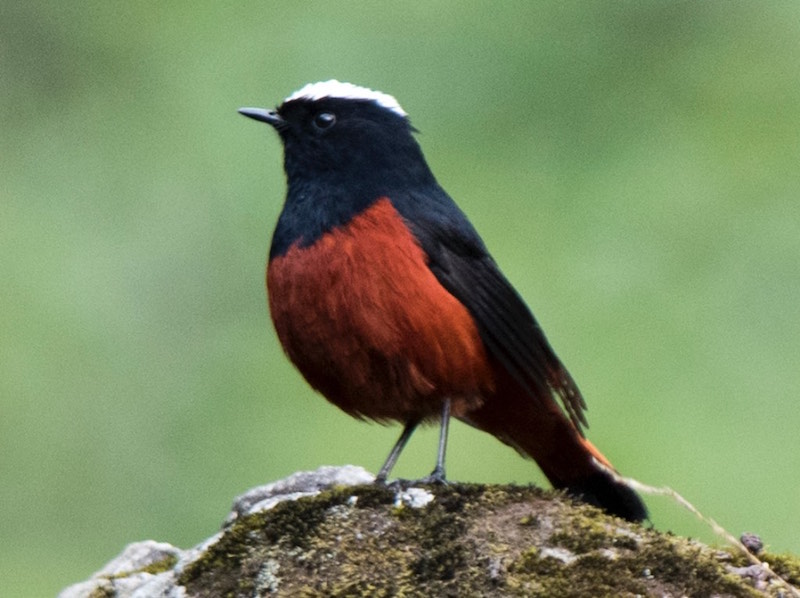 Birds of South East Asia