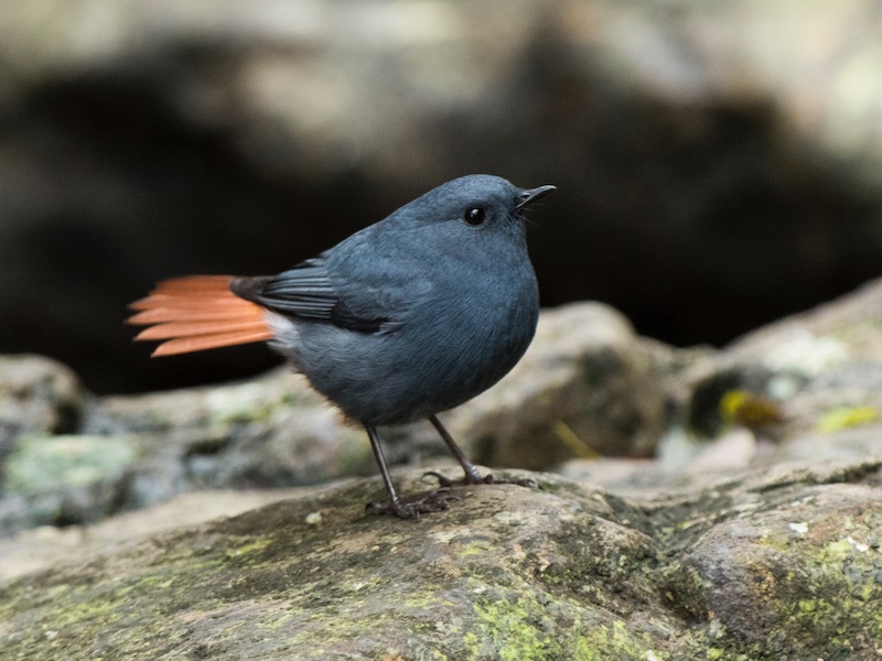 Birds of South East Asia