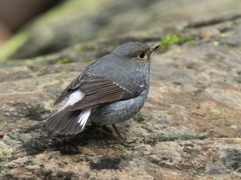 Birds of South East Asia