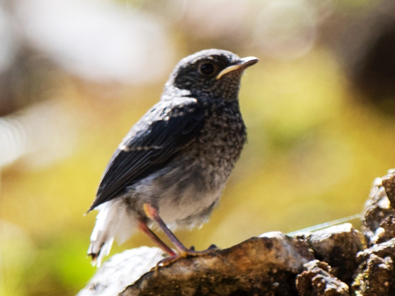 Birds of South East Asia
