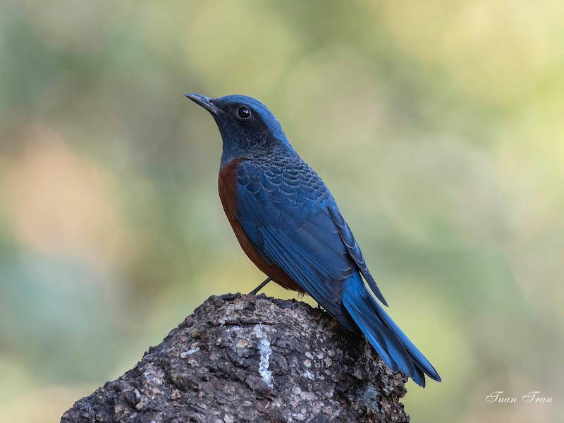 Birds of South East Asia