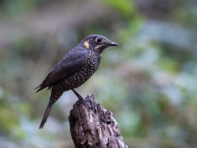 Birds of South East Asia