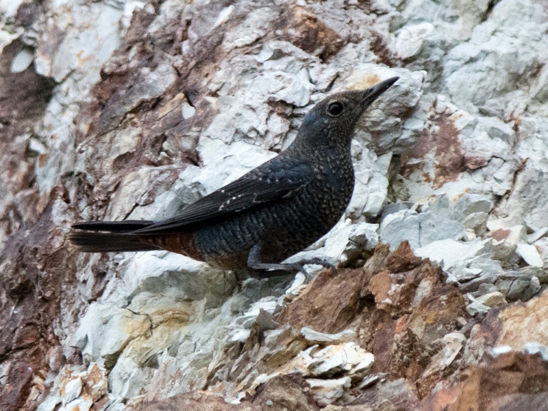 Birds of South East Asia