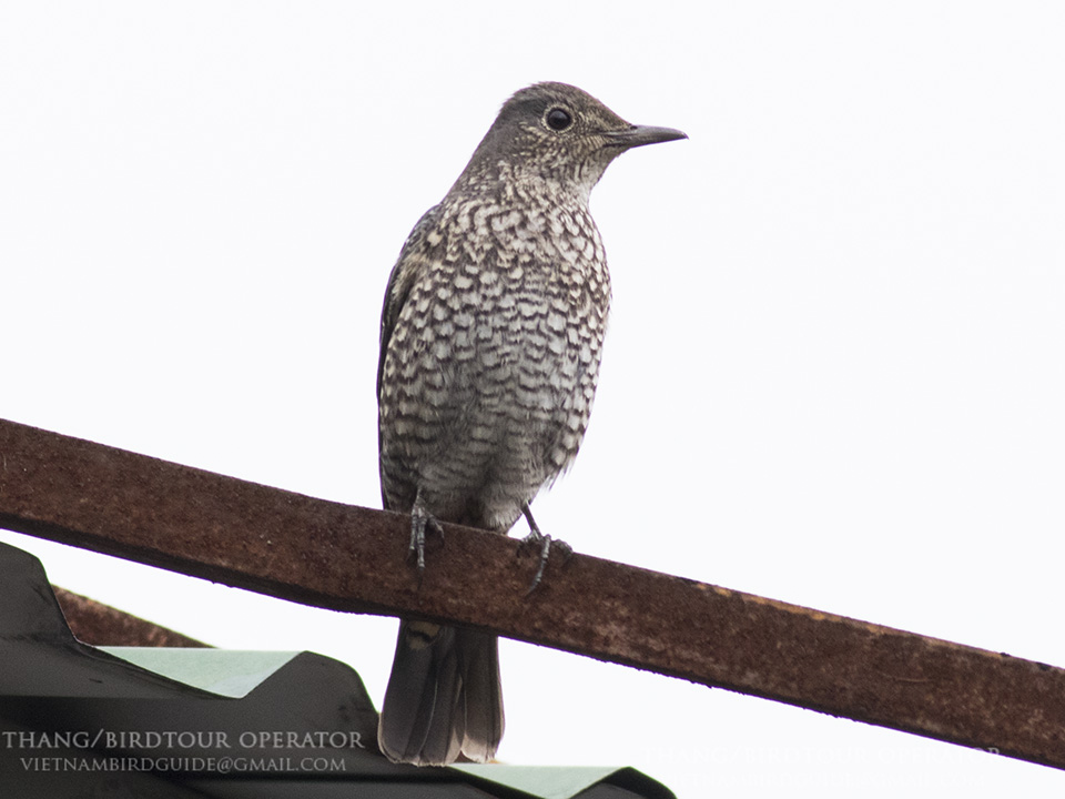 Birds of South East Asia