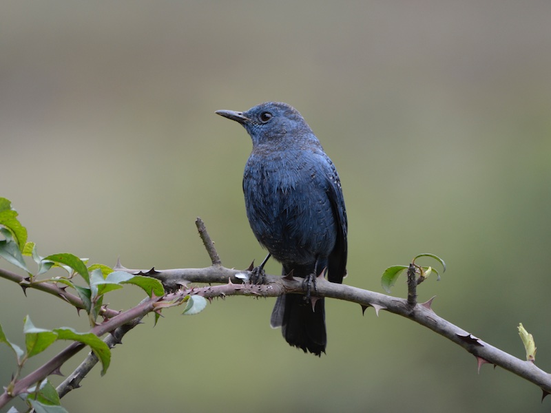 Birds of South East Asia