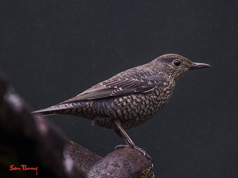 Birds of South East Asia