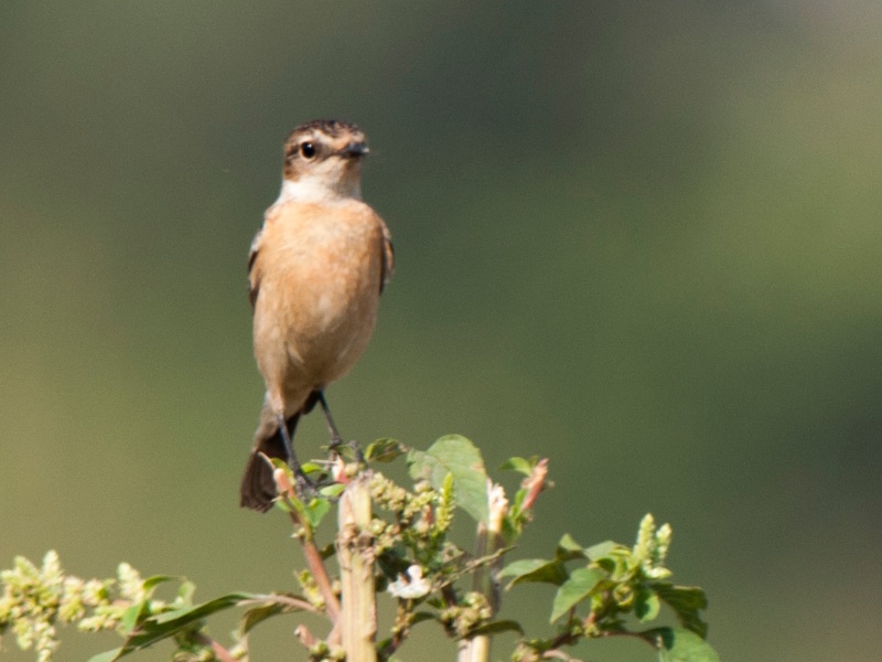 Birds of South East Asia