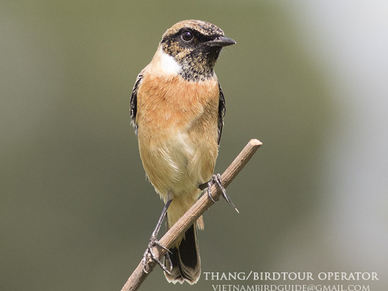 Birds of South East Asia