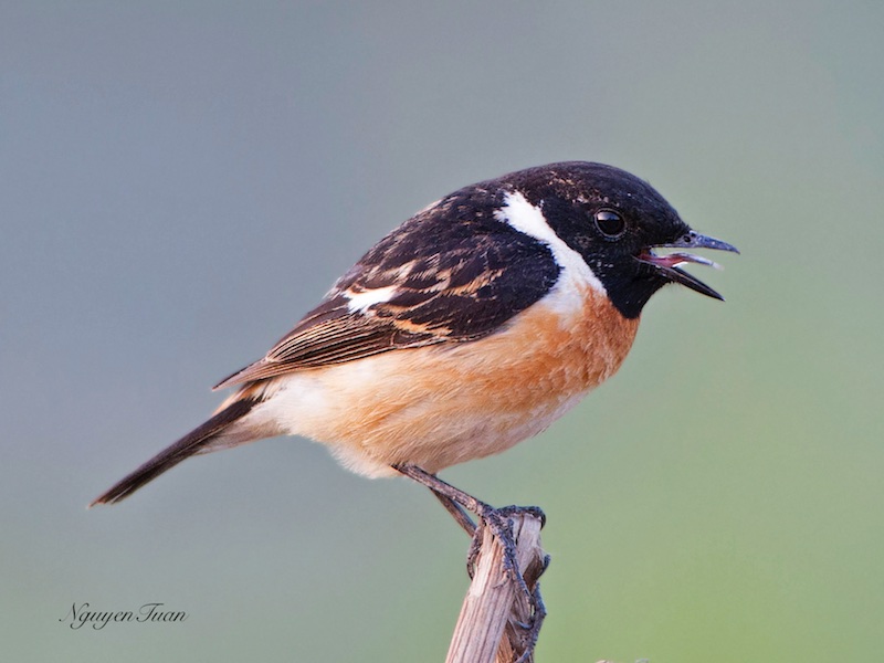 Birds of South East Asia