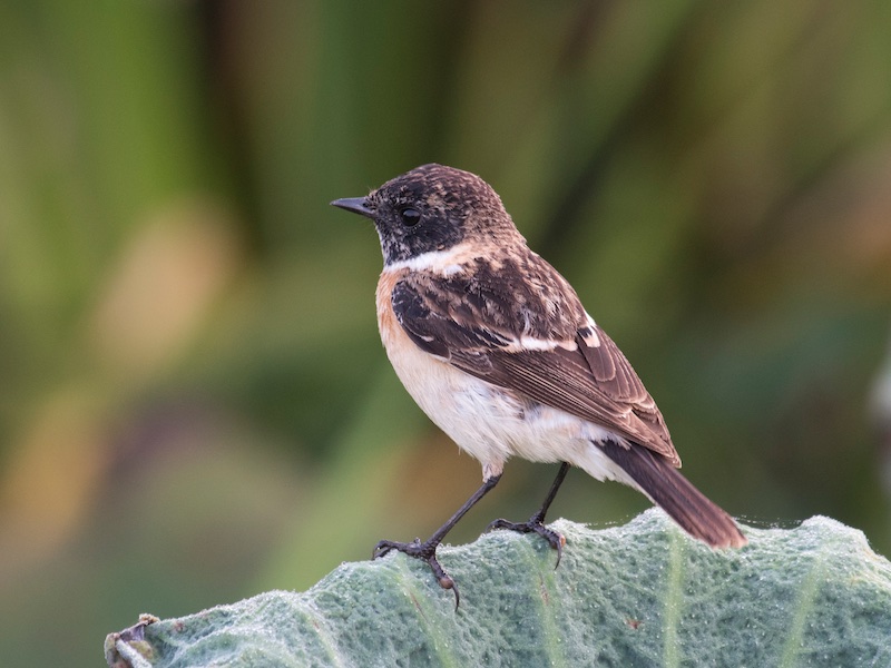 Birds of South East Asia