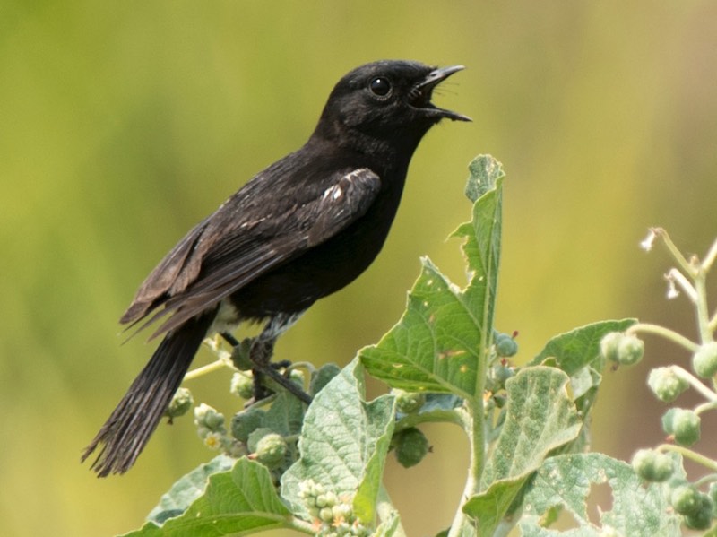Birds of South East Asia