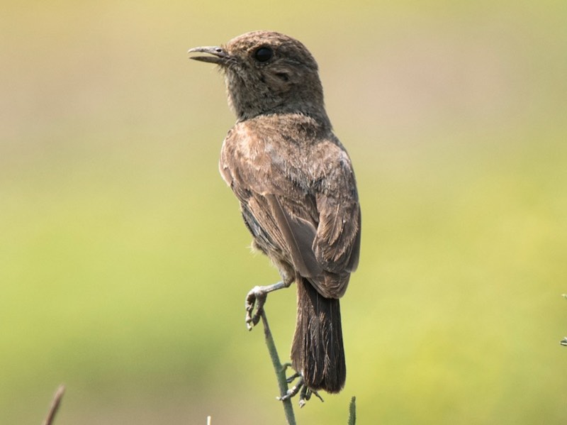 Birds of South East Asia