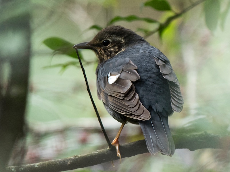 Birds of South East Asia