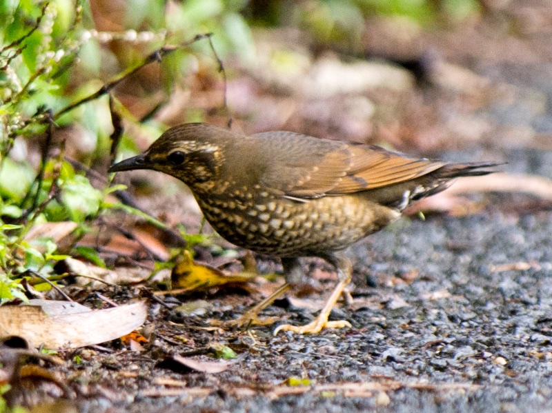 Birds of South East Asia