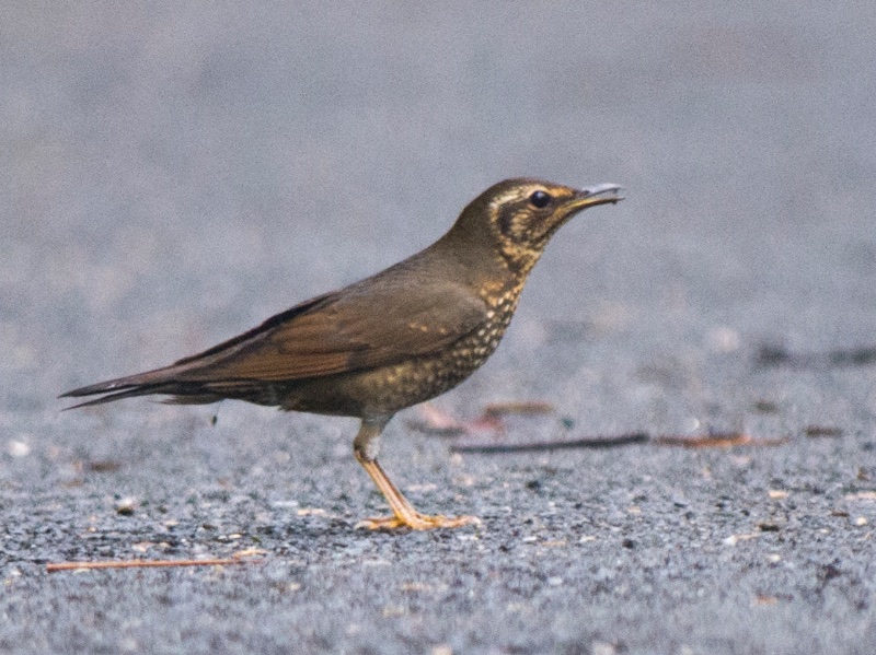 Birds of South East Asia
