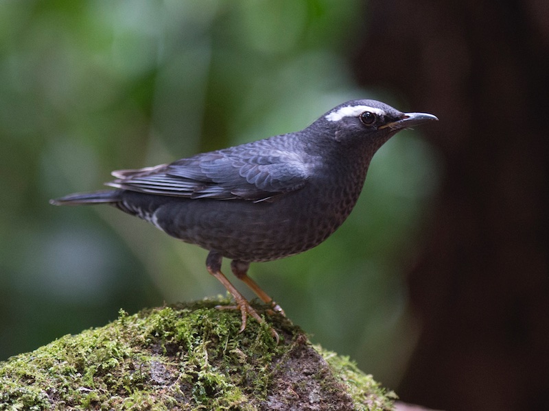 Birds of South East Asia