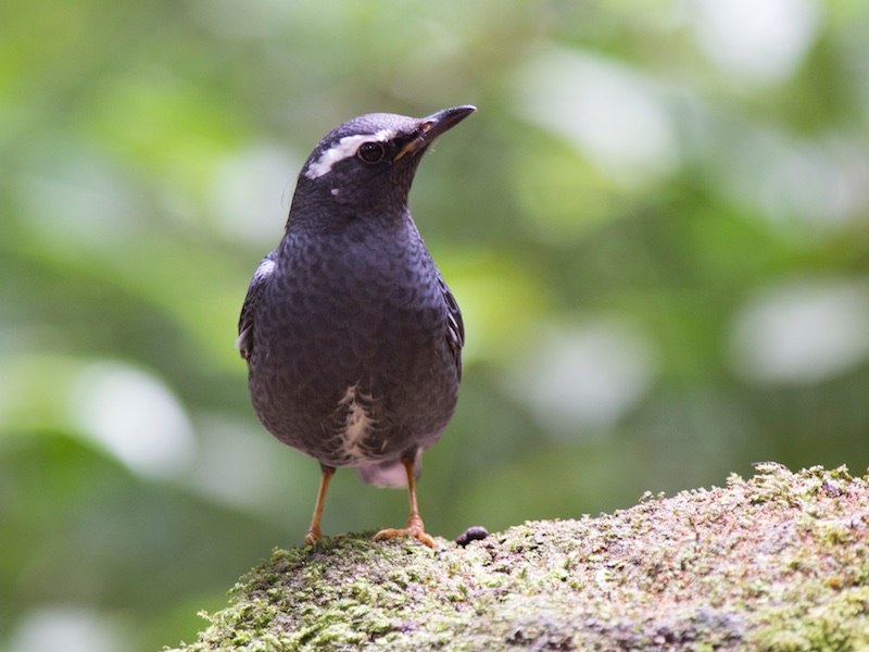 Birds of South East Asia
