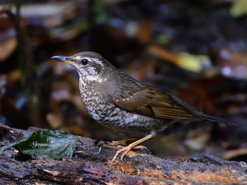 Birds of South East Asia