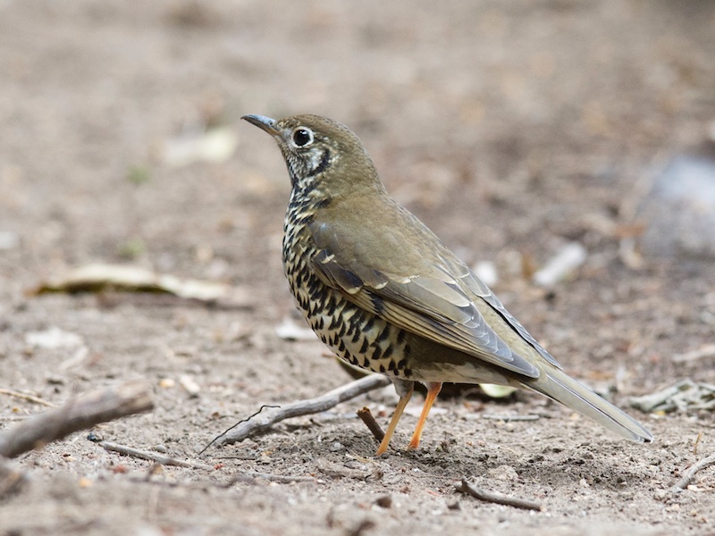 Birds of South East Asia