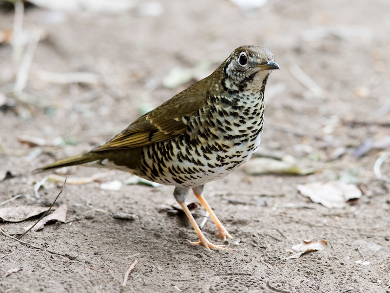Birds of South East Asia