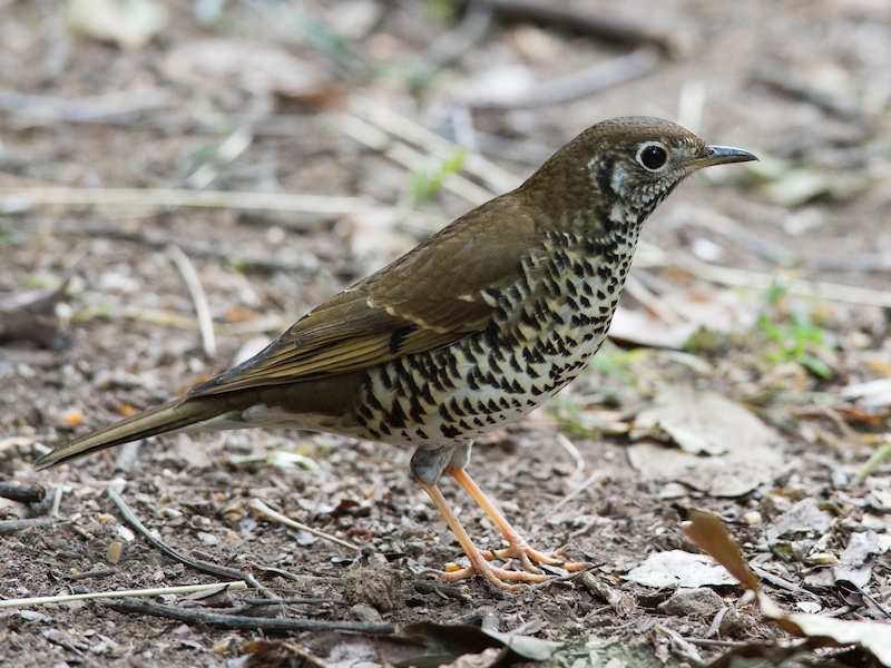 Birds of South East Asia