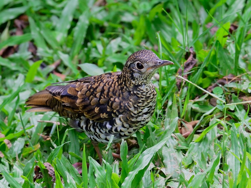 Birds of South East Asia