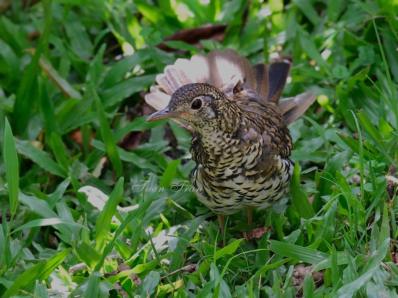 Birds of South East Asia