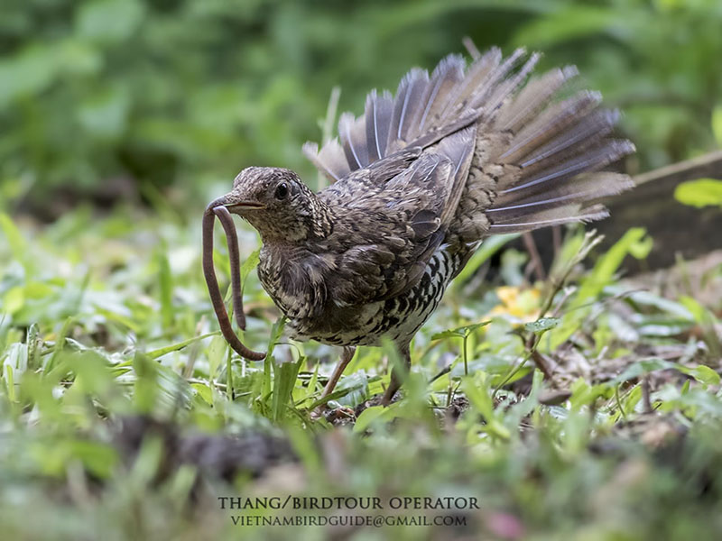 Birds of South East Asia